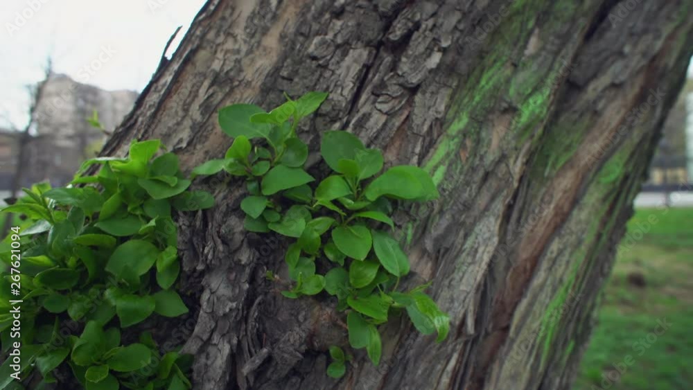 Camera follows close-up of female hand touches green young leaves on old rough apple trunk on warm spring day. Camera follows close-up of female hand touches green young leaves on old rough apple trunk on warm spring day.