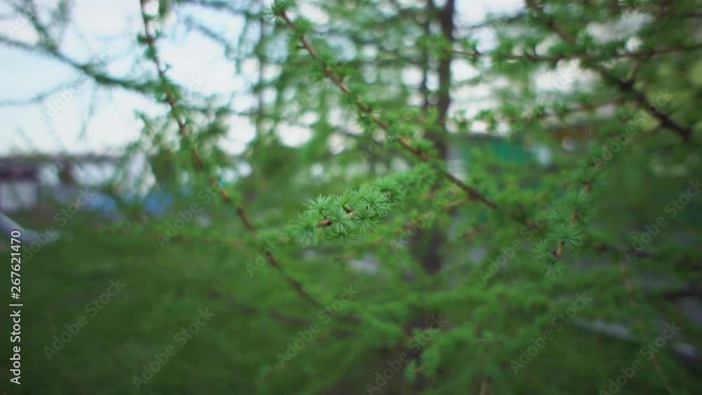 Close-up of female hand touches young needles on larch branch on warm spring day. Green foliage of this coniferous tree is very gentle and soft by feel. Close-up of female hand touches young needles on larch branch on warm spring day. Green foliage of this coniferous tree is very gentle and soft by feel.