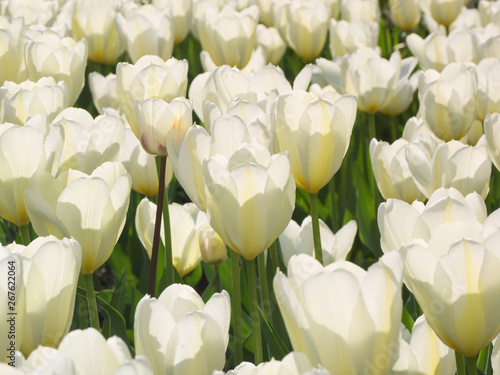 A lot of white tulips natural background.