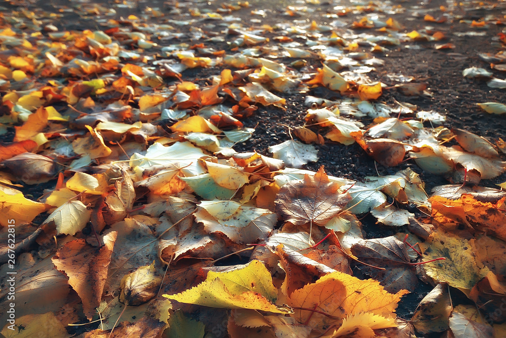 Fallen yellow leaves background / Blurred yellow autumn background with leaves on the ground, Indian summer, October leaves