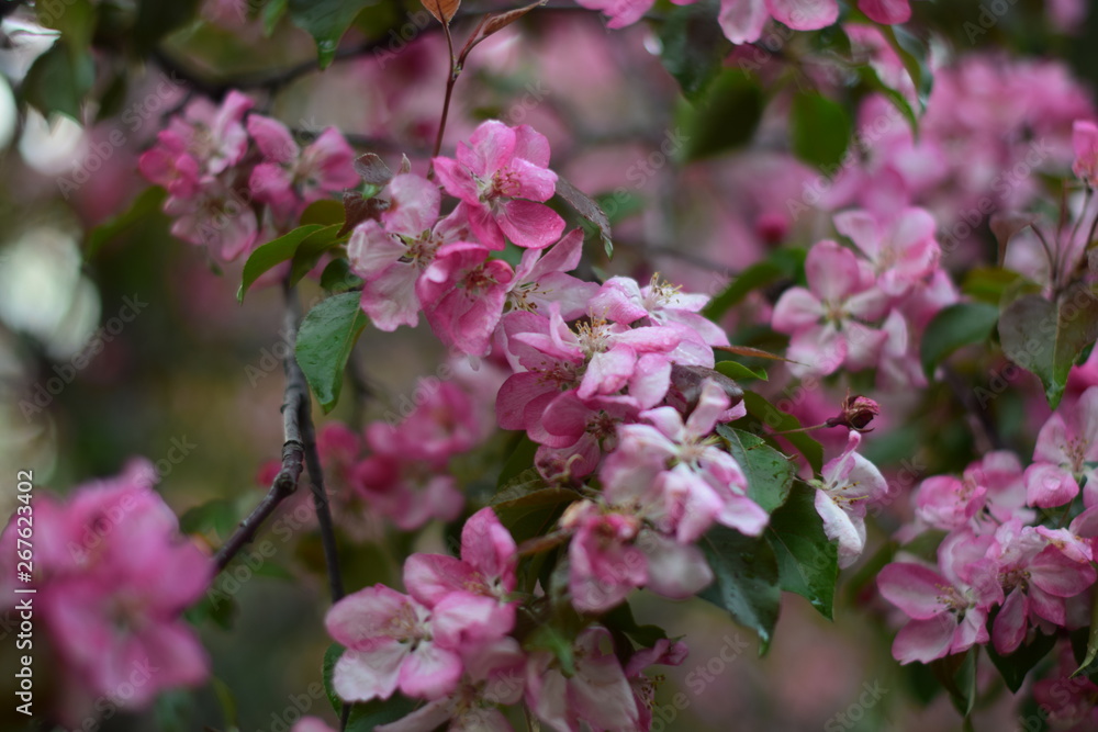 pink flowers in a garden pink flowers in a garden