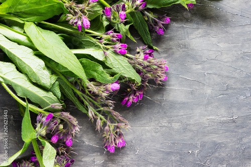 Comfrey medicinal herb