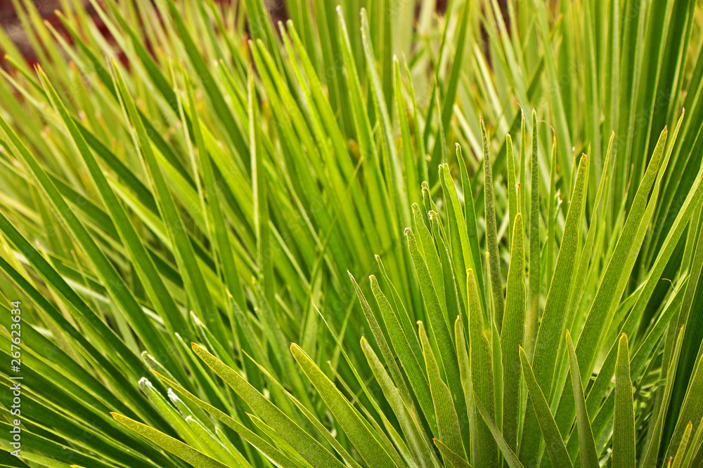 Beautiful petals of tropical palm closeup Beautiful petals of tropical palm closeup