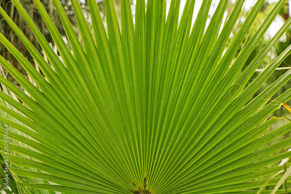 Fototapeta premium Beautiful petals of tropical palm closeup