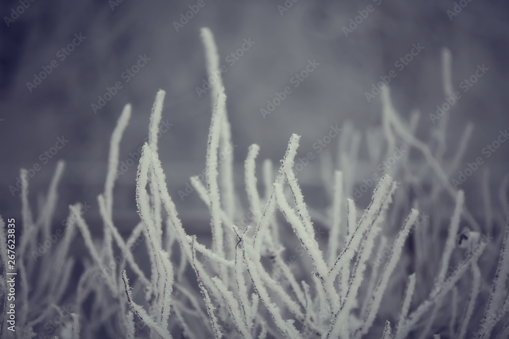 abstract background landscape winter forest / frost-covered tree branches, snowy weather christmas background