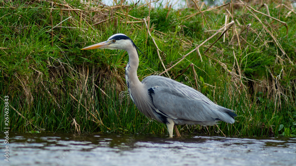 Large Grey Heron, Ardeidae, Single Bird Close Up, eyeline low angle view, searching for food on riverbank Large Grey Heron, Ardeidae, Single Bird Close Up, eyeline low angle view, searching for food on riverbank