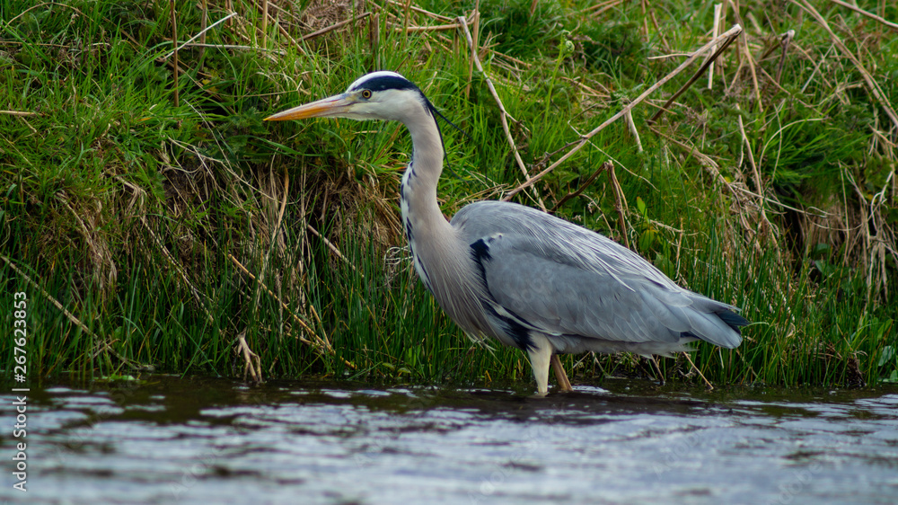 Naklejka premium Large Grey Heron, Ardeidae, Single Bird Close Up, eyeline low angle view, searching for food on riverbank