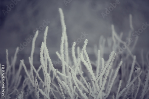 abstract background landscape winter forest / frost-covered tree branches, snowy weather christmas background © kichigin19