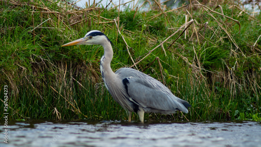 Naklejka premium Large Grey Heron, Ardeidae, Single Bird Close Up, eye line low angle water level view, searching for food, fishing, on riverbank