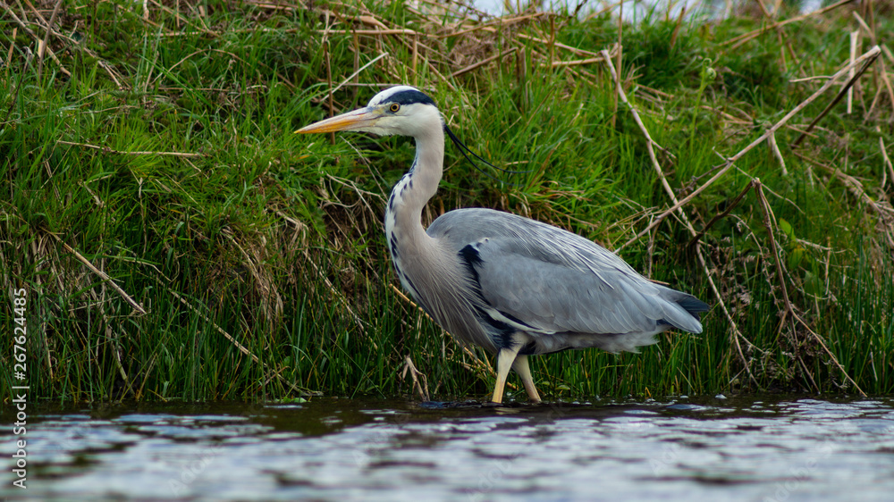Large Grey Heron, Ardeidae, Single Bird Close Up, eye line low angle water level view, searching for food on riverbank Large Grey Heron, Ardeidae, Single Bird Close Up, eye line low angle water level view, searching for food on riverbank