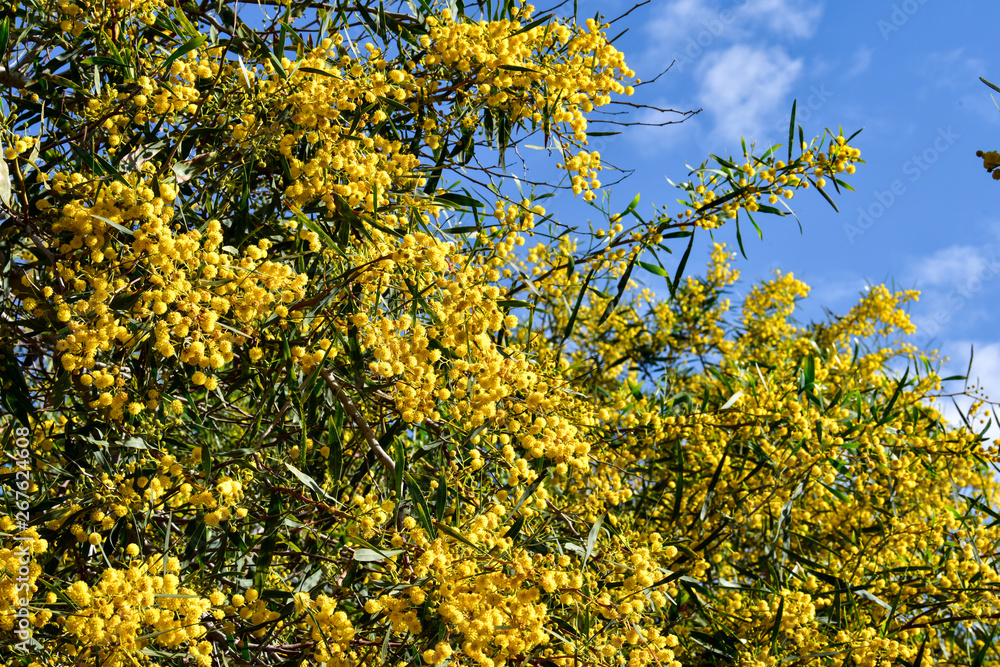 Yellow tree in spring. Mimosa flowers. Yellow tree in spring. Mimosa flowers.