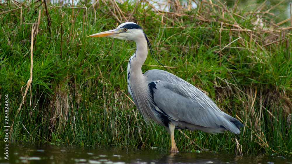 Large Grey Heron, Ardeidae, Single Bird Close Up, eyeline low angle view, searching for food on riverbank Large Grey Heron, Ardeidae, Single Bird Close Up, eyeline low angle view, searching for food on riverbank