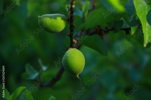 Fruehlingsfruechte