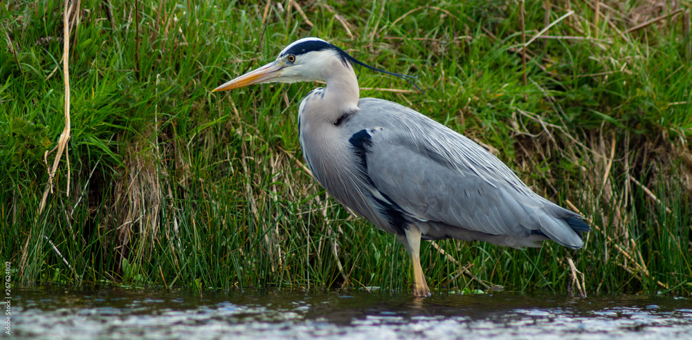 Large Grey Heron, Ardeidae, Single Bird Close Up, eyeline low angle view, searching for food on riverbank