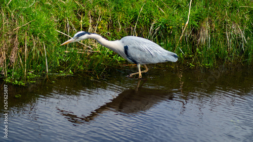Large Grey Heron, Ardeidae, Single Bird Close Up, eyeline low angle view, searching for food, fishing, on riverbank