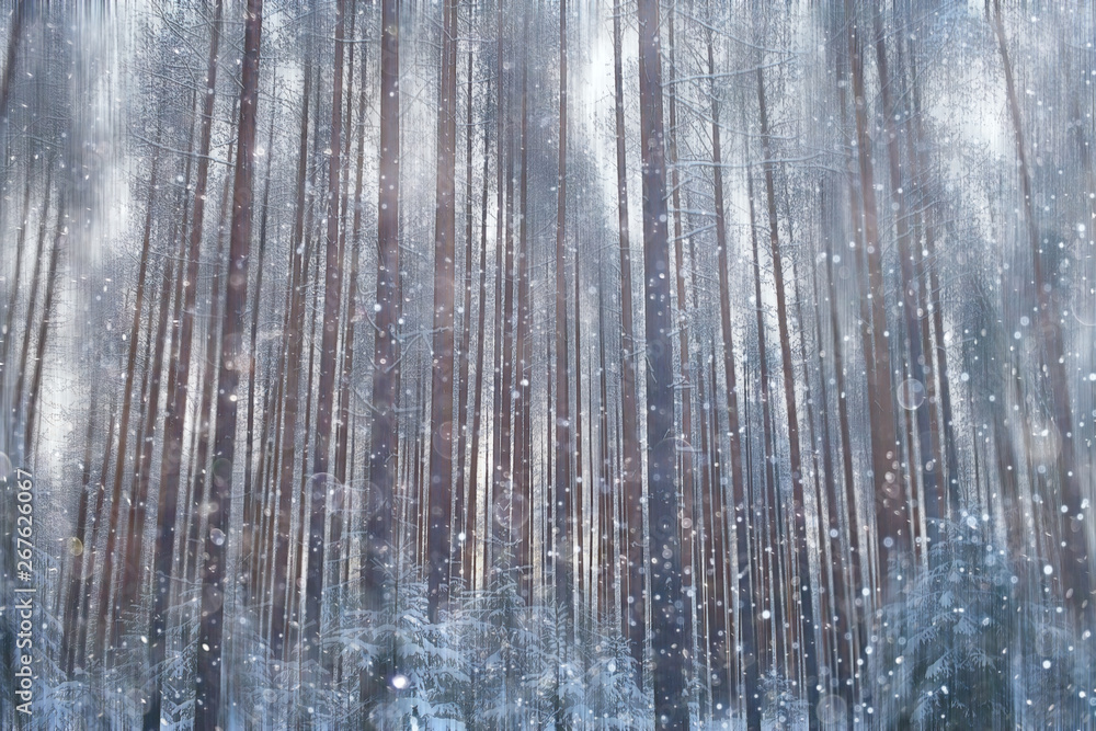 forest snow blurred background / winter landscape snow-covered forest, trees and branches in winter weather forest snow blurred background / winter landscape snow-covered forest, trees and branches in winter weather