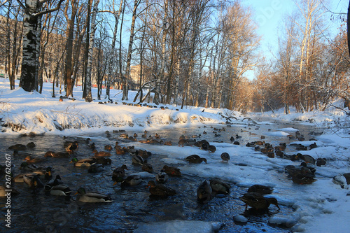 bird on winter pond ducks overwinter