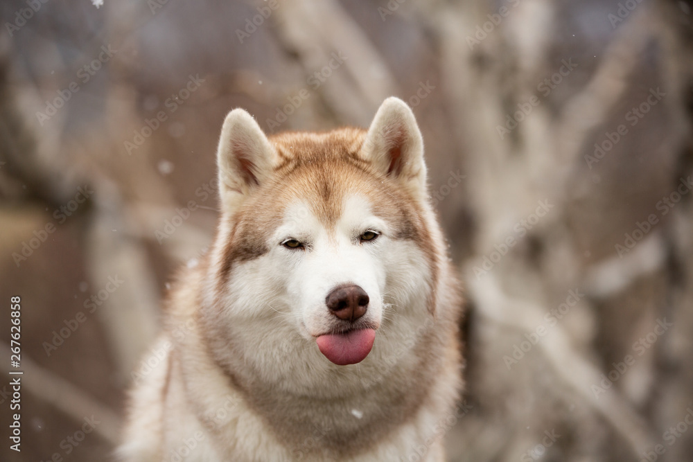 Funny and happy Siberian Husky dog with tonque hanging out sitting in the forest in spring on snowy day Funny and happy Siberian Husky dog with tonque hanging out sitting in the forest in spring on snowy day