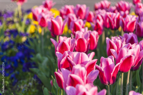 Flowerbed multicolored in garden landscape