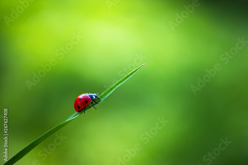 Stampa su tela Ladybug insect walking on fresh green leaves in countryside field, beautiful spr