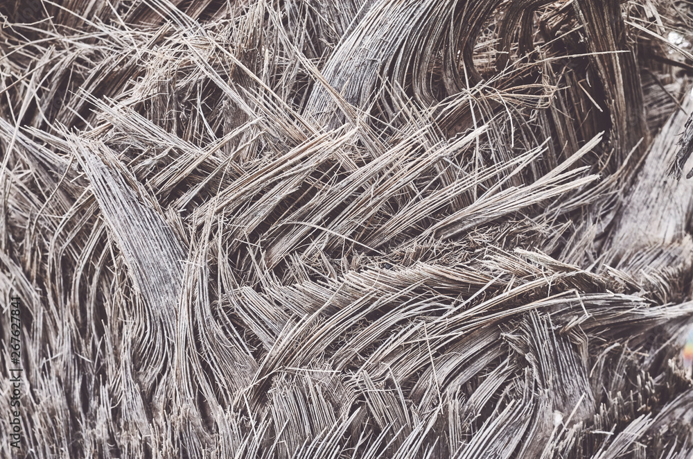 Close up picture of a palm tree trunk, color toned natural background or texture, selective focus. Close up picture of a palm tree trunk, color toned natural background or texture, selective focus.