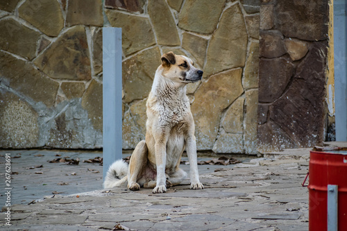 A simple guard dog, guarding a half-breed, mixed, no breed, lives on the street under the open sky and in the booth. Spring, warm weather, Rostov region, local animals of Russia. © Анна Иванова