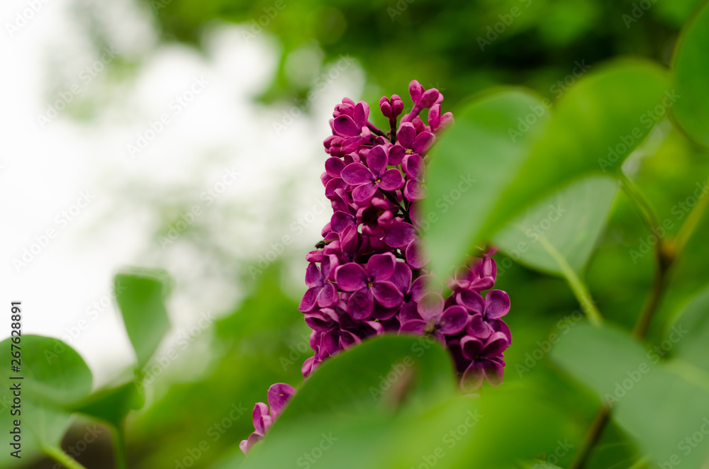 Blooming lilac. Purple bunch of lilac in May day Blooming lilac. Purple bunch of lilac in May day