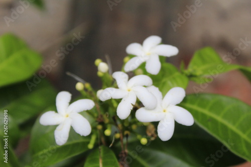 flor