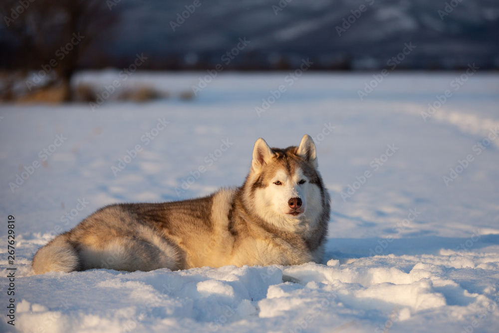 Beautiful and prideful siberian husky dog lying in the snow field in winter Beautiful and prideful siberian husky dog lying in the snow field in winter