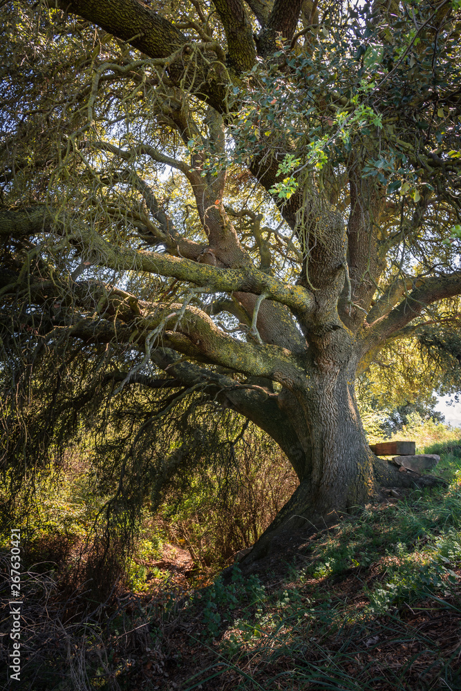 Fototapeta premium Millenary oak in the province of Segovia in the small town of Madriguera (Spain)