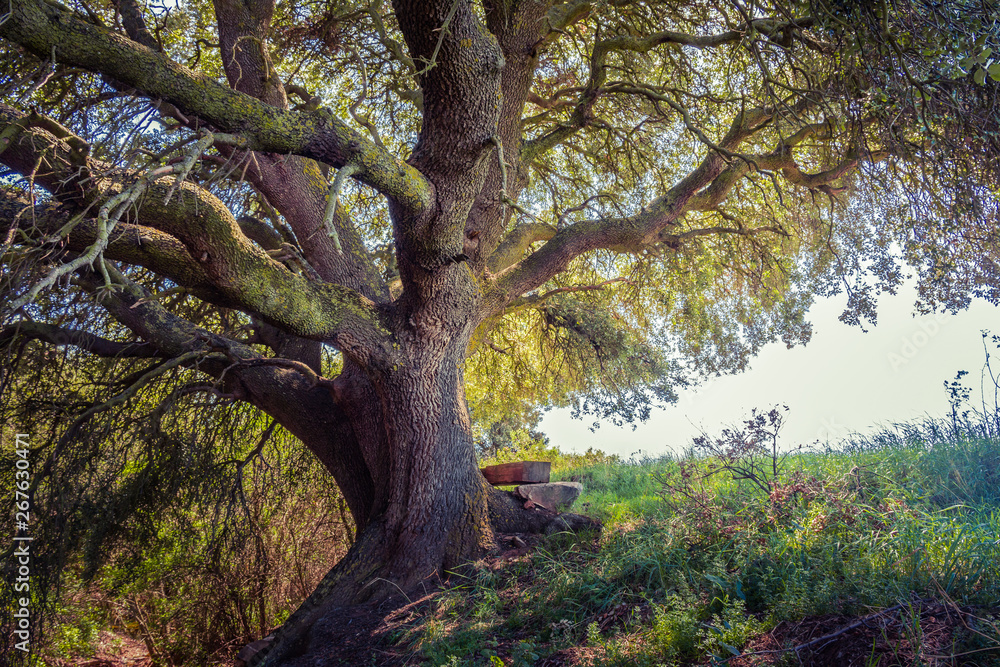 Millenary oak in the province of Segovia in the small town of Madriguera (Spain)