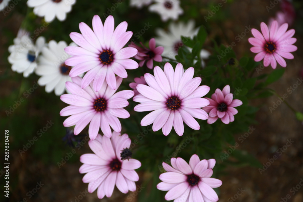 Fototapeta premium violette und weisse Blumen