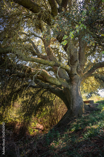 Millenary oak in the province of Segovia in the small town of Madriguera (Spain) © Enrique del Barrio