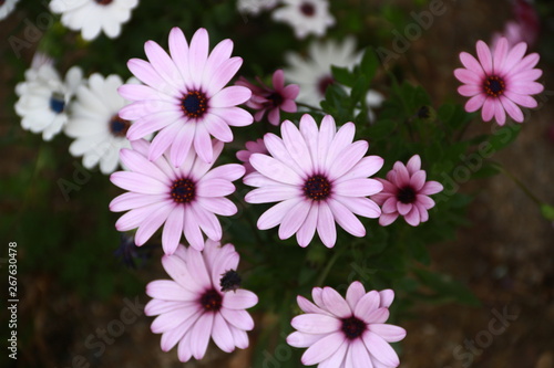  violette und weisse Blumen