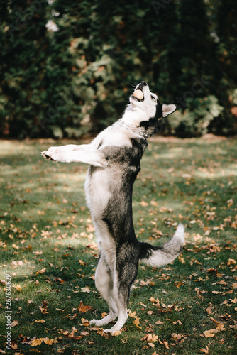 Husky dog jumps for food