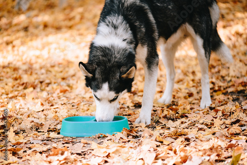 Siberian Husky drinks water