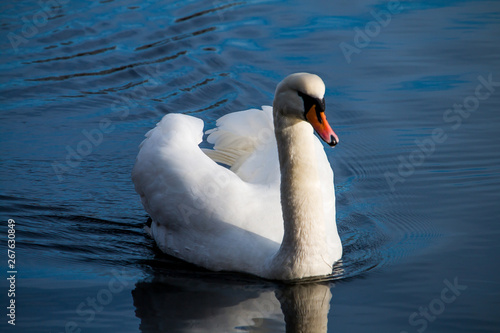 Cisne