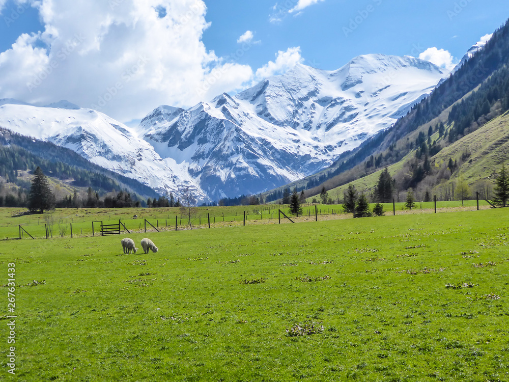 A beautiful lush green Alpine meadow, surrounded by high Alps in Fusch, Salzburg. Spring came into the valley, however the mountain slopes are still covered with snow. Few trees on the meadow.