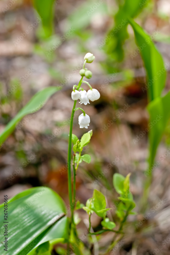 Lily of the valley blooms in forest Lily of the valley blooms in forest