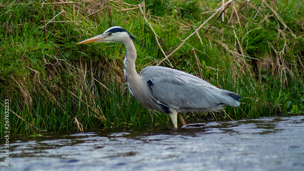 Fototapeta premium Large Grey Heron, Ardeidae, Single Bird Close Up, eyeline low angle view, searching for food, fishing, on riverbank