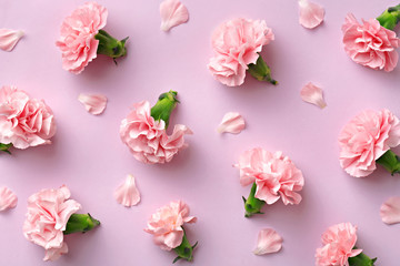 Spring carnation flower pattern on a pink background viewed from above. Top view