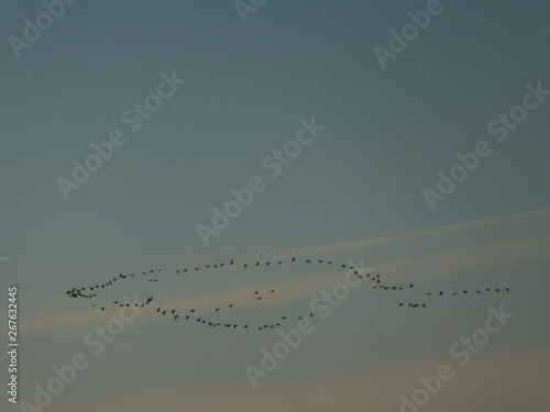 A flock of birds crossing the morning sky. A huge number of birds forms a nice formation. The birds migrate to a warmer country for winter. Sky has very soft colors
