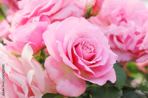 日本の植物園のピンク色のバラ