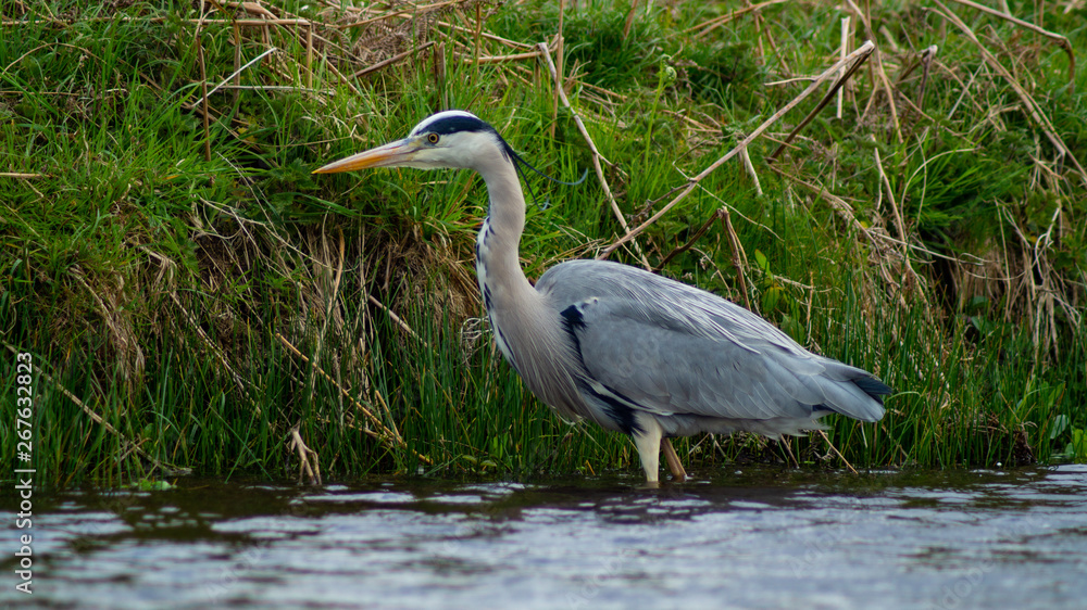 Naklejka premium Large Grey Heron, Ardeidae, Single Bird Close Up, eyeline low angle view, searcing for food on riverbank