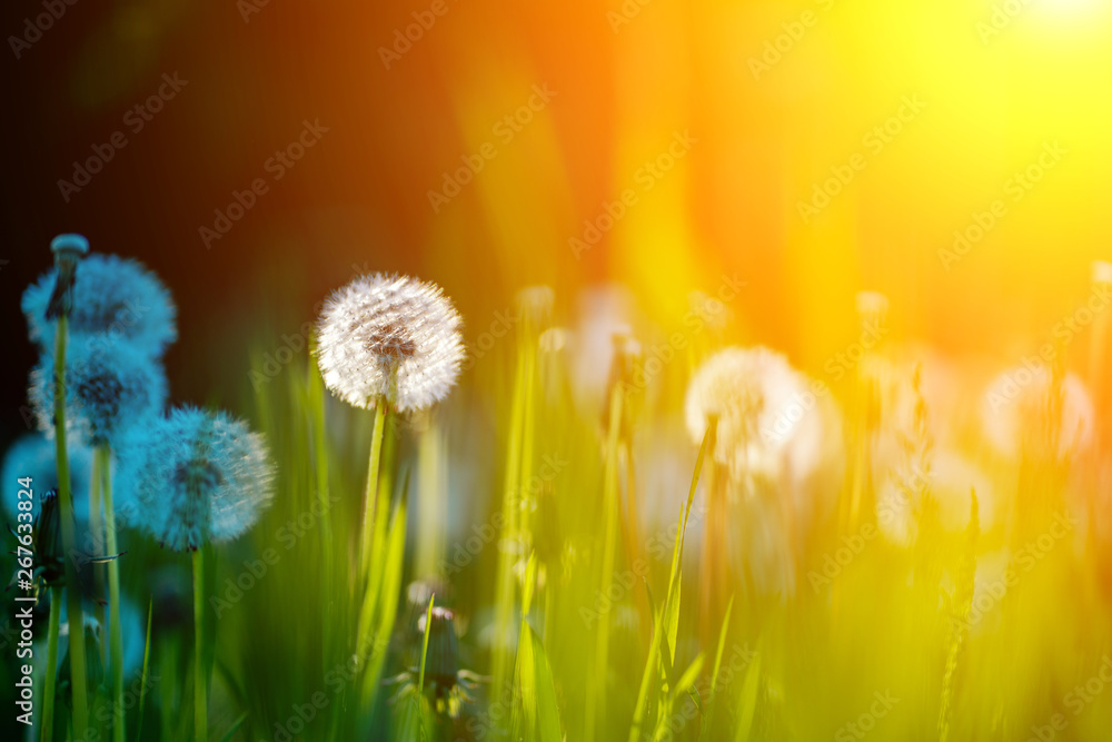 Closeup photo of dandelion in the green grass.