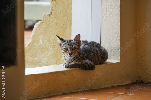 stray cute kitten cat at a temple Thailand