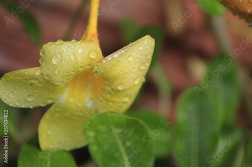 flor amarela