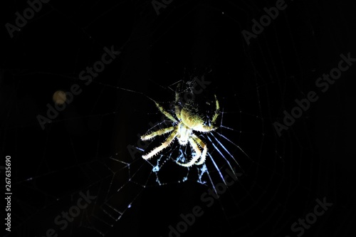 European Cross Spider (Araneus Diadematus) On Web.