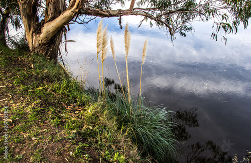 Photo i took of a trees on the river bank quequen grande photo