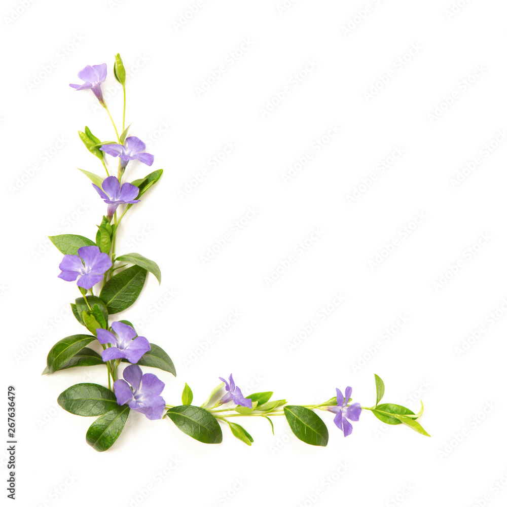 Elements for decoration of flowers and leaves of periwinkle. White isolated background. Place for your inscription. Elements for decoration of flowers and leaves of periwinkle. White isolated background. Place for your inscription.